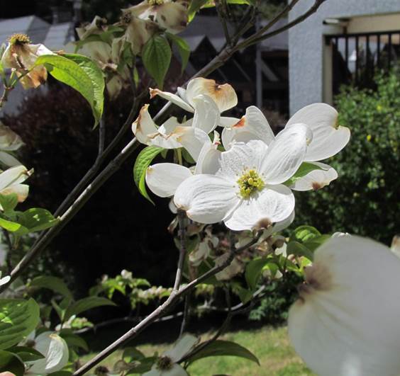 Descripción: D:\flores x genero\Ornamentales varias\Ornamentales\Angio-Dic-A-c\cornus\Cornus florida cf (3).JPG